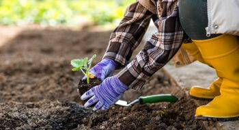 A gardener is planting a plant into the ground.